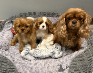 Foto №1. cavalier king charles spaniel - zum Verkauf in der Stadt Bad Wildungen | verhandelt | Ankündigung № 169600