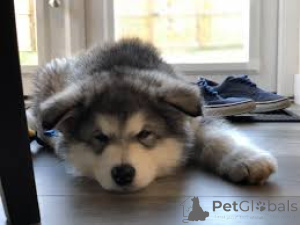 Foto №4. Ich werde verkaufen alaskan malamute in der Stadt Worms.  - preis - verhandelt
