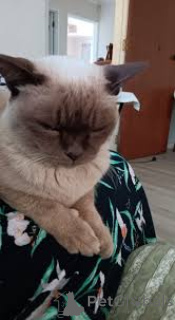 Foto №2 zu Ankündigung № 168361 zu verkaufen burma-katze - einkaufen Polen quotient 	ankündigung, züchter
