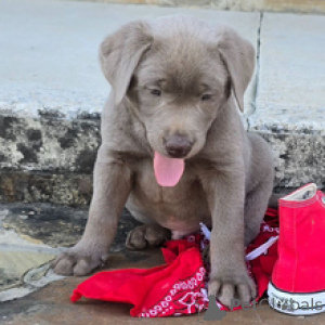 Foto №3. Labrador Retriever-Männchen, 7 Wochen alt, bereit bis zum 30. März. Deutschland