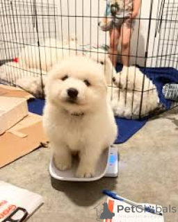 Foto №1. samojede (hunderasse) - zum Verkauf in der Stadt Brüssel | 700€ | Ankündigung № 162606