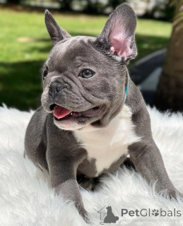 Foto №3. Liebe auf den ersten Blick! Treffen Sie unsere französischen Bulldoggenwelpen. Deutschland