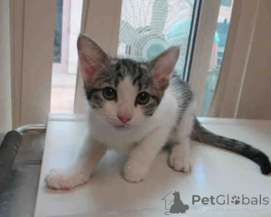 Foto №2 zu Ankündigung № 163570 zu verkaufen  - einkaufen Polen 