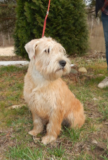Foto №3. Irish Soft Coated Wheaten Terrier. Russische Föderation