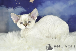Foto №1. devon rex - zum Verkauf in der Stadt Wien | 500€ | Ankündigung № 163450