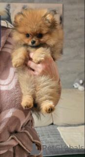 Foto №3. Beautiful pomeranian. Serbien