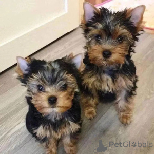 Foto №1. yorkshire terrier - zum Verkauf in der Stadt Berlin | 650€ | Ankündigung № 161862
