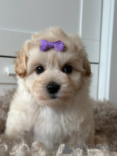 Foto №3. Maltipoo F1. Deutschland