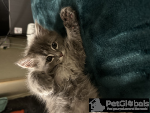 Foto №1. hauskatze - zum Verkauf in der Stadt Portland | 74€ | Ankündigung № 134078