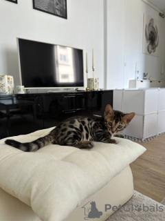 Foto №4. Ich werde verkaufen bengal katzenrasse in der Stadt Berlin. quotient 	ankündigung - preis - 320€