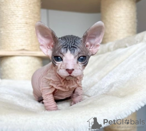 Foto №1. sphynx-katze - zum Verkauf in der Stadt Stockholm | verhandelt | Ankündigung № 113198