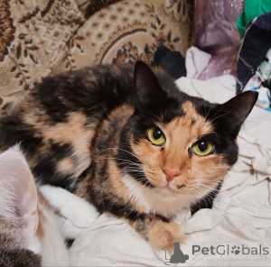 Foto №4. Ich werde verkaufen  in der Stadt Minsk. aus dem tierheim - preis - Frei