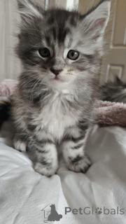 Foto №2 zu Ankündigung № 145312 zu verkaufen maine-coon-katze - einkaufen Deutschland quotient 	ankündigung