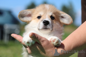 Foto №2 zu Ankündigung № 174764 zu verkaufen welsh corgi - einkaufen Weißrussland quotient 	ankündigung