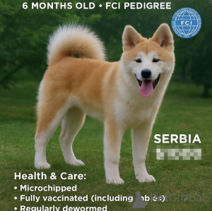 Foto №2 zu Ankündigung № 69446 zu verkaufen akita - einkaufen Serbien züchter