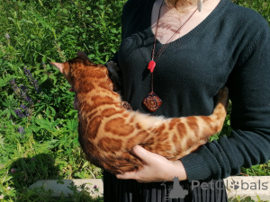 Foto №1. bengal katzenrasse - zum Verkauf in der Stadt Ufa | 755€ | Ankündigung № 150613