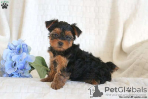 Zusätzliche Fotos: Yorkshire Terrier Welpen zu verkaufen