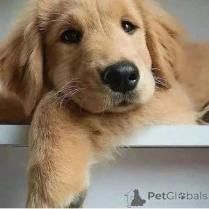 Foto №1. mischlingshund - zum Verkauf in der Stadt Alsdorf | 380€ | Ankündigung № 166163