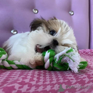 Foto №2 zu Ankündigung № 163019 zu verkaufen shih tzu - einkaufen Österreich 