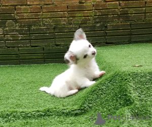 Foto №2 zu Ankündigung № 132046 zu verkaufen chihuahua - einkaufen Serbien züchter