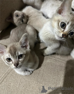 Foto №1. burmilla kurzhaar - zum Verkauf in der Stadt Alain | 350€ | Ankündigung № 151629