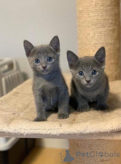 Foto №1. russisch blau - zum Verkauf in der Stadt Düsseldorf | 242€ | Ankündigung № 155511