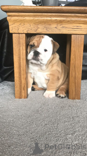 Foto №4. Ich werde verkaufen englische bulldogge in der Stadt Joure. züchter - preis - 400€