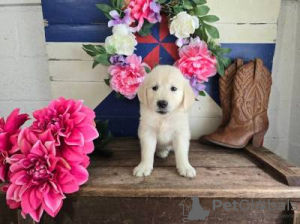 Foto №1. golden retriever - zum Verkauf in der Stadt Lisbon | verhandelt | Ankündigung № 126882