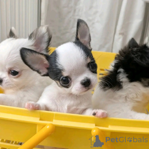 Foto №1. chihuahua - zum Verkauf in der Stadt Barcelona | verhandelt | Ankündigung № 160551