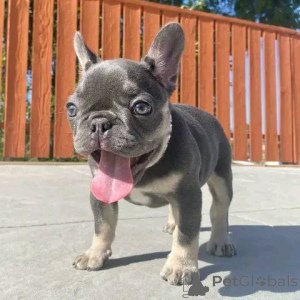 Foto №2 zu Ankündigung № 138244 zu verkaufen beauceron, französische bulldogge - einkaufen USA züchter