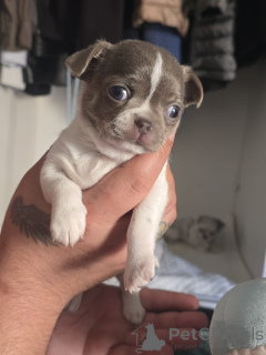 Foto №4. Ich werde verkaufen  in der Stadt Bat Yam. quotient 	ankündigung - preis - verhandelt