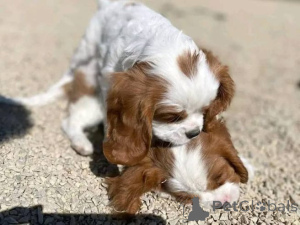 Foto №1. cavalier king charles spaniel - zum Verkauf in der Stadt Münstermaafeld | 580€ | Ankündigung № 175102