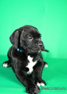 Zusätzliche Fotos: Cane Corso Welpen zu verkaufen