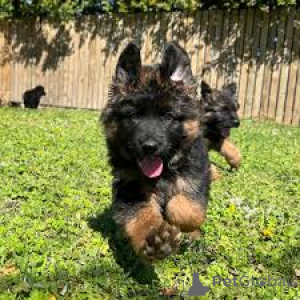 Foto №3. Deutsche Schäferhundwelpen zu verkaufen. Österreich