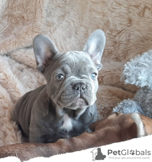 Foto №4. Ich werde verkaufen französische bulldogge in der Stadt München. quotient 	ankündigung, züchter - preis - 400€