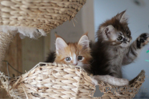 Foto №3. Maine-Coon-Kätzchen mit Stammbaum zur Adoption. Deutschland