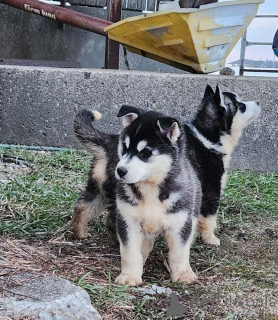 Foto №2 zu Ankündigung № 159858 zu verkaufen  - einkaufen Litauen quotient 	ankündigung