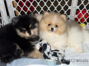 Foto №2 zu Ankündigung № 161682 zu verkaufen  - einkaufen Kanada 