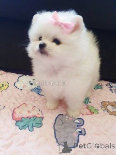 Foto №4. Ich werde verkaufen pommersche spitz in der Stadt Tiflis. quotient 	ankündigung, vom kindergarten, züchter - preis - verhandelt