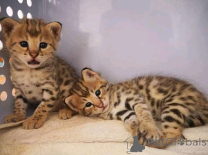 Foto №3. Süße Savanna-KätzchenBusiness WhatsApp 2295825241. Deutschland