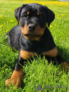 Foto №2 zu Ankündigung № 106586 zu verkaufen rottweiler - einkaufen Lettland züchter