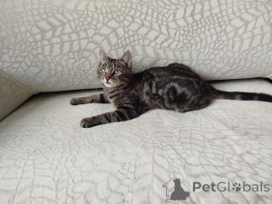 Foto №3. Der gesellige, hübsche Imel. Weißrussland