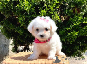 Foto №1. malteser - zum Verkauf in der Stadt Fagerudd | verhandelt | Ankündigung № 162480