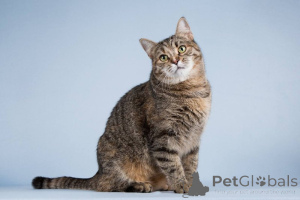 Foto №2 zu Ankündigung № 151250 zu verkaufen  - einkaufen Russische Föderation quotient 	ankündigung