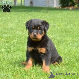 Foto №3. Rottweiler-Welpen-Kauf. Niederlande