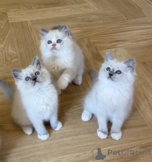 Foto №1. ragdoll-katze - zum Verkauf in der Stadt Charleroi | Frei | Ankündigung № 171862