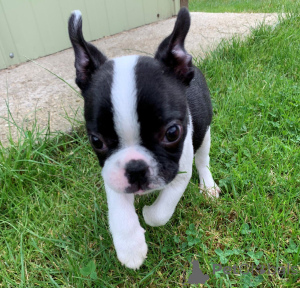 Foto №1. boston terrier - zum Verkauf in der Stadt Ciney | 800€ | Ankündigung № 172957