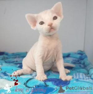 Foto №1. devon rex - zum Verkauf in der Stadt München | 200€ | Ankündigung № 123673