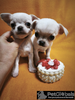 Foto №4. Ich werde verkaufen mischlingshund in der Stadt Tiflis. quotient 	ankündigung, vom kindergarten, züchter - preis - verhandelt