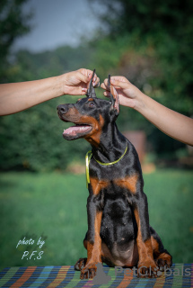 Zusätzliche Fotos: Dobermann-Welpen zu verkaufen